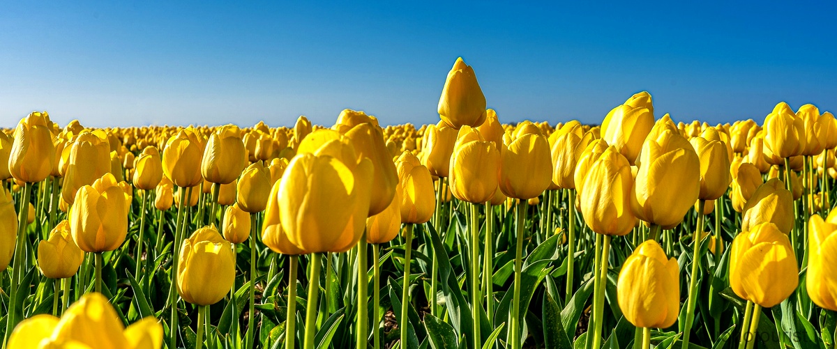 Quando andare ad Amsterdam per vedere i tulipani?