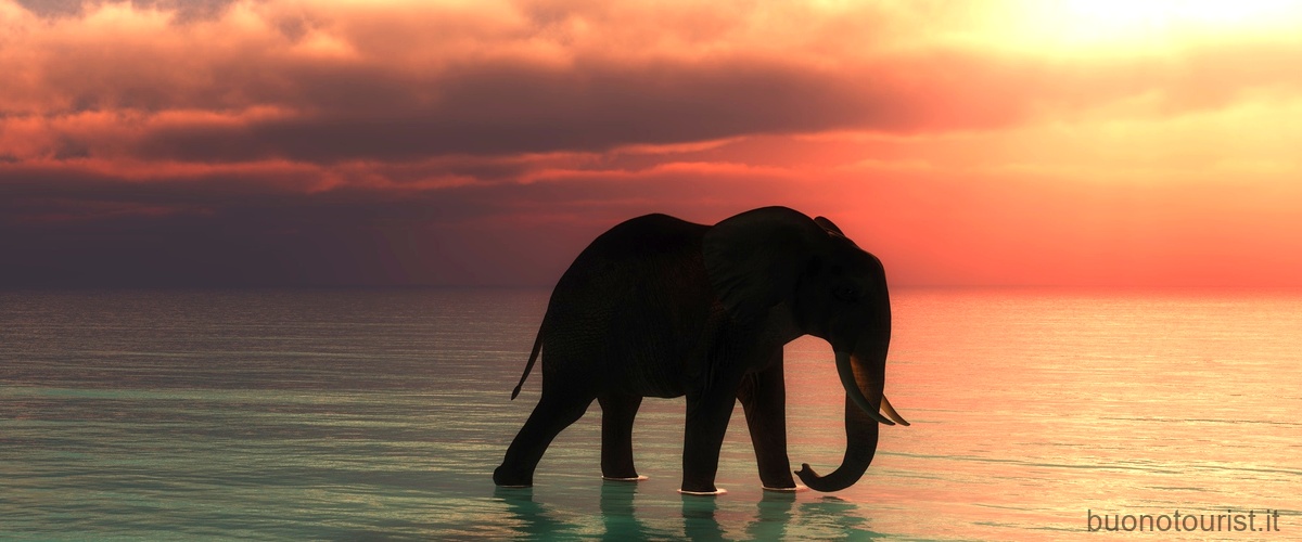 Quanti elefanti ci sono nel mondo?