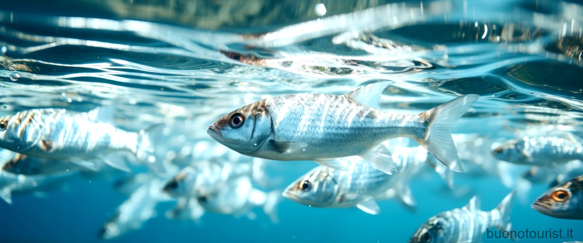 Quanti pesci ci sono nel Mar Mediterraneo?