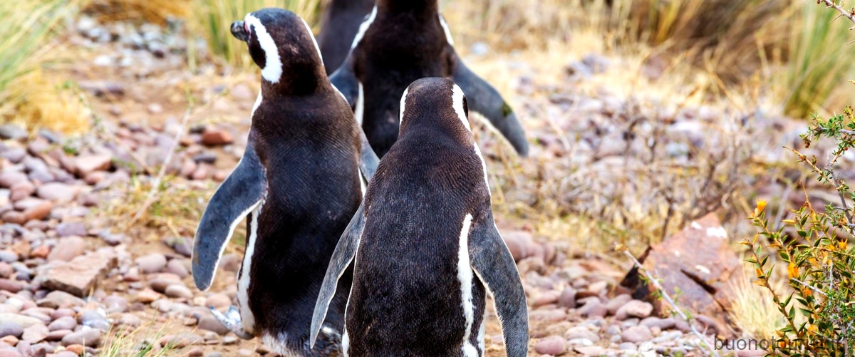 Quanti pinguini sono rimasti?