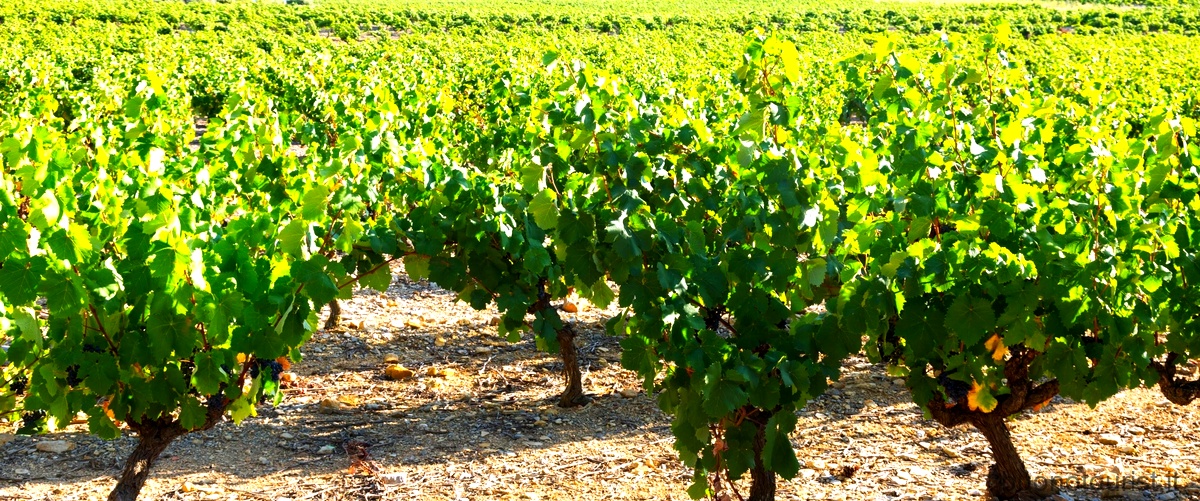 Zone viticole italiane: scopri le regioni vinicole più famose
