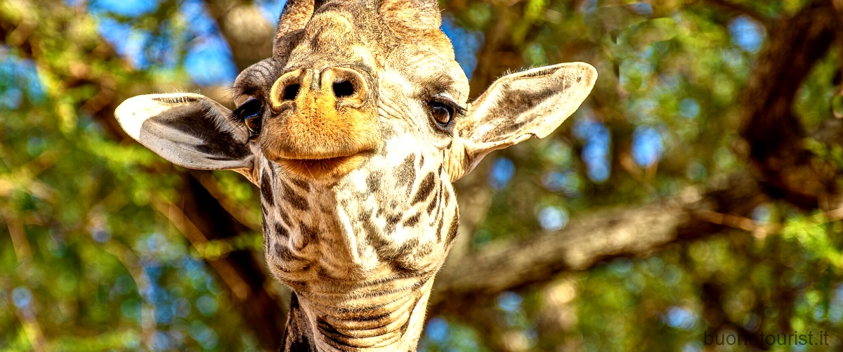 Quanto alta e quanto pesa una giraffa?