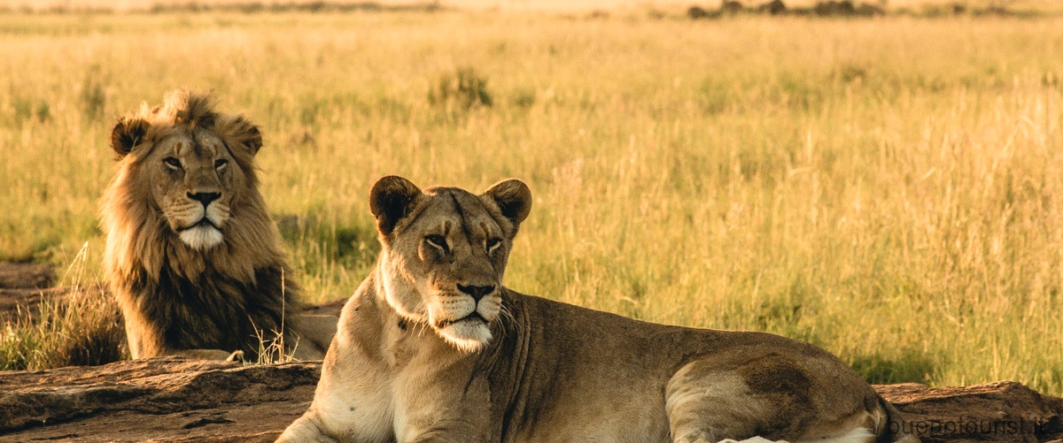 Quanto costa fare un safari in Tanzania?