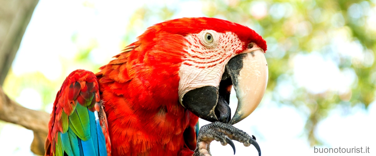 Quanto costa un pappagallo Ara Giacinto?