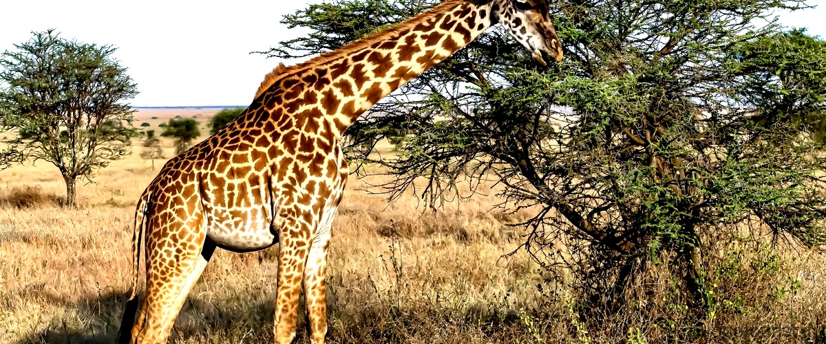 Quanto è alta la giraffa più bassa del mondo?