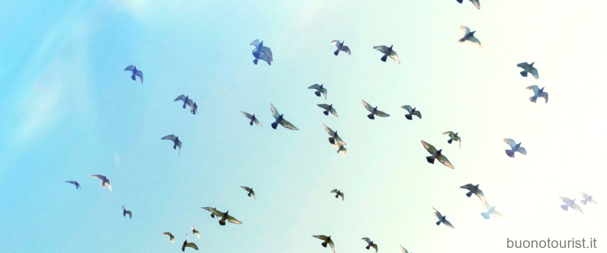 Gli uccelli che volano a 10.000 metri: una straordinaria sfida di altezza