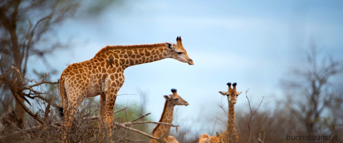 Quanto può costare una giraffa?