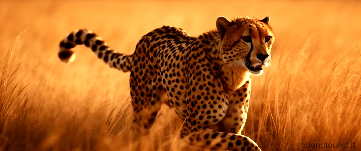 Quanto può vivere un ghepardo?