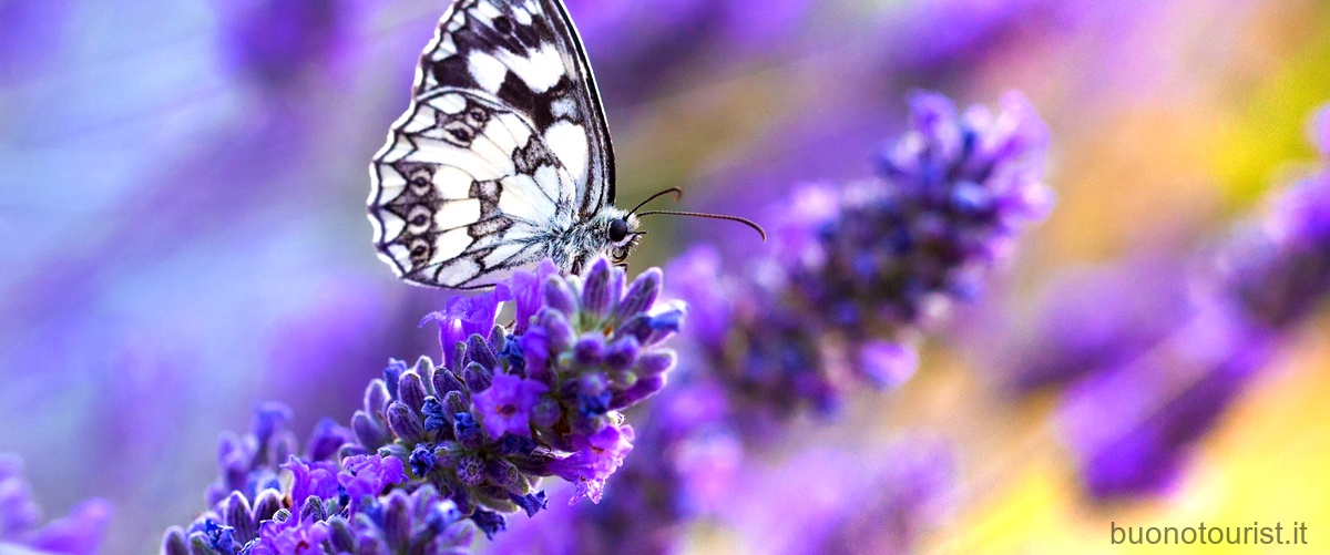 La magica Valle delle Farfalle a Rodi: un paradiso incantato